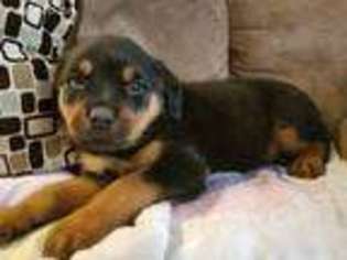 Rottweiler Puppy for sale in Magnolia, OH, USA