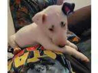 Bull Terrier Puppy for sale in Encino, CA, USA