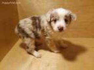 Australian Shepherd Puppy for sale in Adairsville, GA, USA