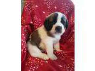 Saint Bernard Puppy for sale in Galesville, WI, USA