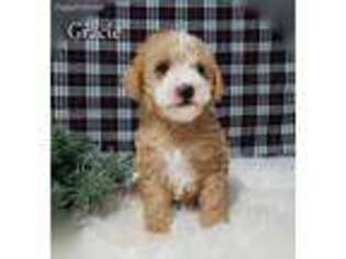 Schnoodle (Standard) Puppy for sale in Sugarcreek, OH, USA