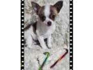 Chihuahua Puppy for sale in Bucyrus, OH, USA