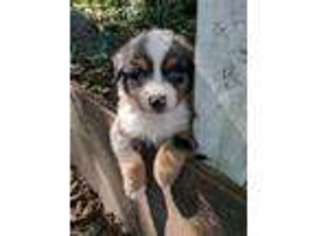 Miniature Australian Shepherd Puppy for sale in Macon, GA, USA