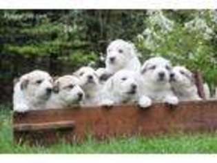Great Pyrenees Puppy for sale in Townsend, MA, USA