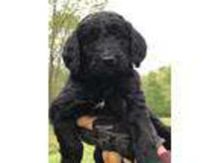 Goldendoodle Puppy for sale in Hartford, KY, USA