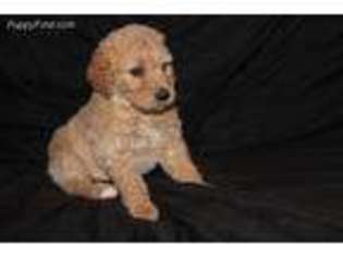Goldendoodle Puppy for sale in Fonda, IA, USA