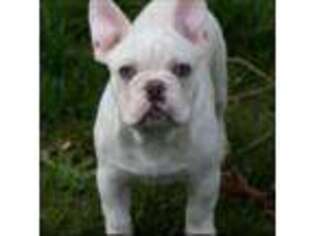 French Bulldog Puppy for sale in Mastic, NY, USA