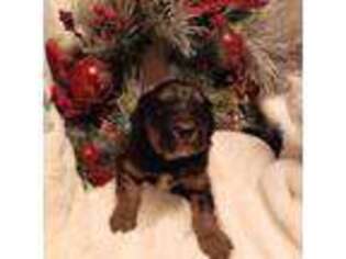 Mutt Puppy for sale in Medford, OR, USA