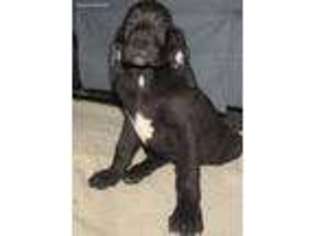 Saint Bernard Puppy for sale in Tannersville, PA, USA