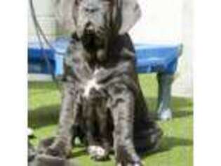 Neapolitan Mastiff Puppy for sale in Albuquerque, NM, USA