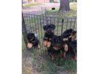 Rottweiler Puppy for sale in Romulus, MI, USA