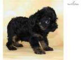 Brussels Griffon Puppy for sale in Fort Myers, FL, USA