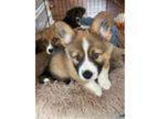 Pembroke Welsh Corgi Puppy for sale in Macomb, MI, USA