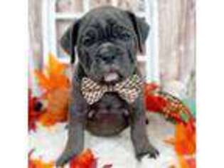 Olde English Bulldogge Puppy for sale in Iola, TX, USA