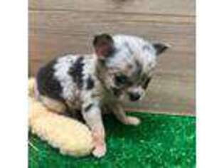 Chihuahua Puppy for sale in Waynesboro, GA, USA