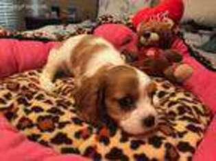 Cavalier King Charles Spaniel Puppy for sale in Opelika, AL, USA