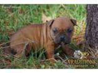 Mutt Puppy for sale in Groveland, CA, USA
