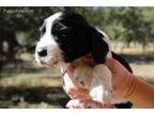 English Springer Spaniel Puppy for sale in San Antonio, TX, USA