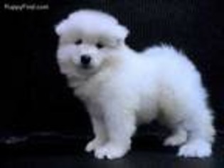 Samoyed Puppy for sale in Lockport, IL, USA