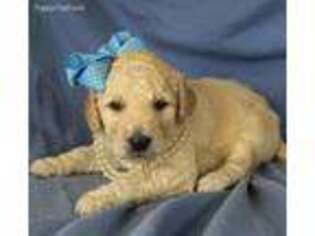 Goldendoodle Puppy for sale in Porter, OK, USA