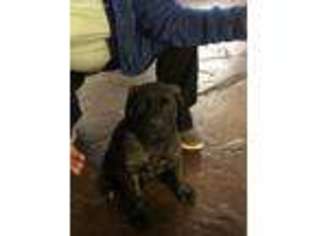 Mastiff Puppy for sale in Stratford, TX, USA