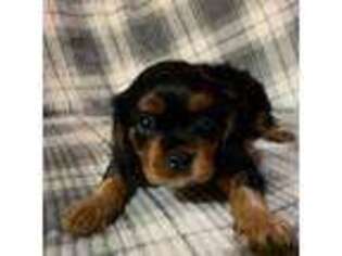 Cavalier King Charles Spaniel Puppy for sale in Corpus Christi, TX, USA