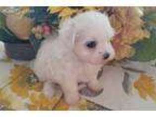 Maltese Puppy for sale in Norwalk, CA, USA