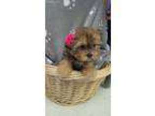 Shorkie Tzu Puppy for sale in Hudson, NH, USA