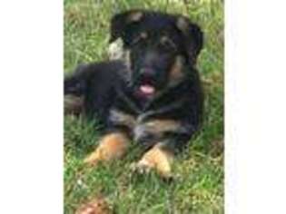 German Shepherd Dog Puppy for sale in Shepherdsville, KY, USA