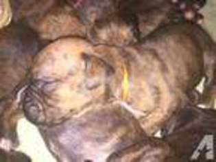 Boxer Puppy for sale in ELMER, NJ, USA