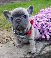 French Bulldog Puppy for sale in Port Edwards, WI, USA