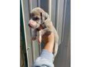 Great Dane Puppy for sale in New London, MO, USA