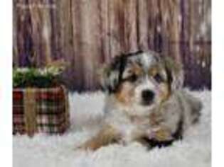 Australian Shepherd Puppy for sale in Ottumwa, IA, USA