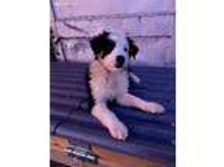 Border Collie Puppy for sale in Bristow, OK, USA