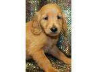 Golden Retriever Puppy for sale in Camdenton, MO, USA