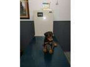 Doberman Pinscher Puppy for sale in Lone Oak, TX, USA