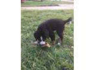 Bernese Mountain Dog Puppy for sale in Cincinnati, OH, USA