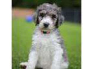 Mutt Puppy for sale in Rose Hill, NC, USA