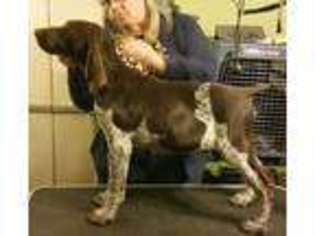 German Shorthaired Pointer Puppy for sale in Graham, KY, USA