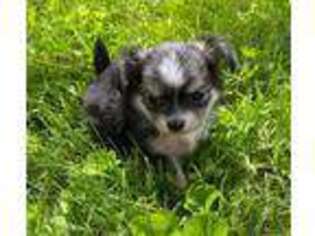 Chihuahua Puppy for sale in Morgantown, PA, USA