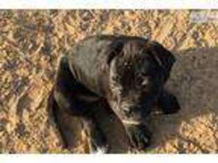 Alapaha Blue Blood Bulldog Puppy for sale in Oklahoma City, OK, USA