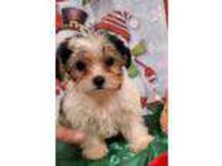 Yorkshire Terrier Puppy for sale in Belleview, FL, USA