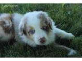Australian Shepherd Puppy for sale in Port Royal, PA, USA