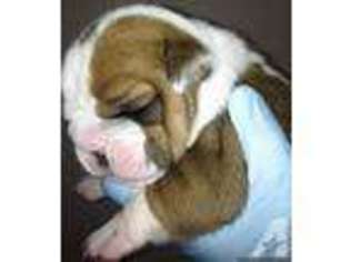 Bulldog Puppy for sale in VALLEJO, CA, USA