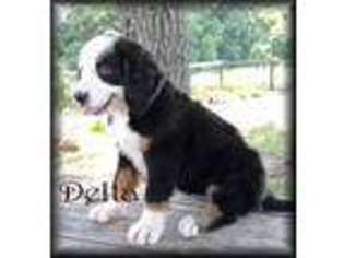 Bernese Mountain Dog Puppy for sale in Tipton, MO, USA