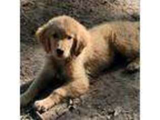 Golden Retriever Puppy for sale in Pittsburg, TX, USA