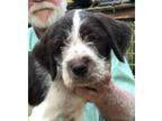 German Wirehaired Pointer Puppy for sale in Dadeville, AL, USA