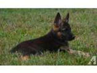 Belgian Malinois Puppy for sale in MOCKSVILLE, NC, USA