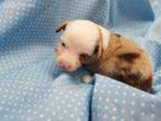 Miniature Australian Shepherd Puppy for sale in Bourbonnais, IL, USA