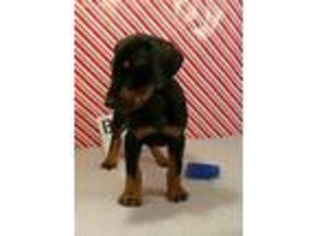 Doberman Pinscher Puppy for sale in Jacksonville, AL, USA
